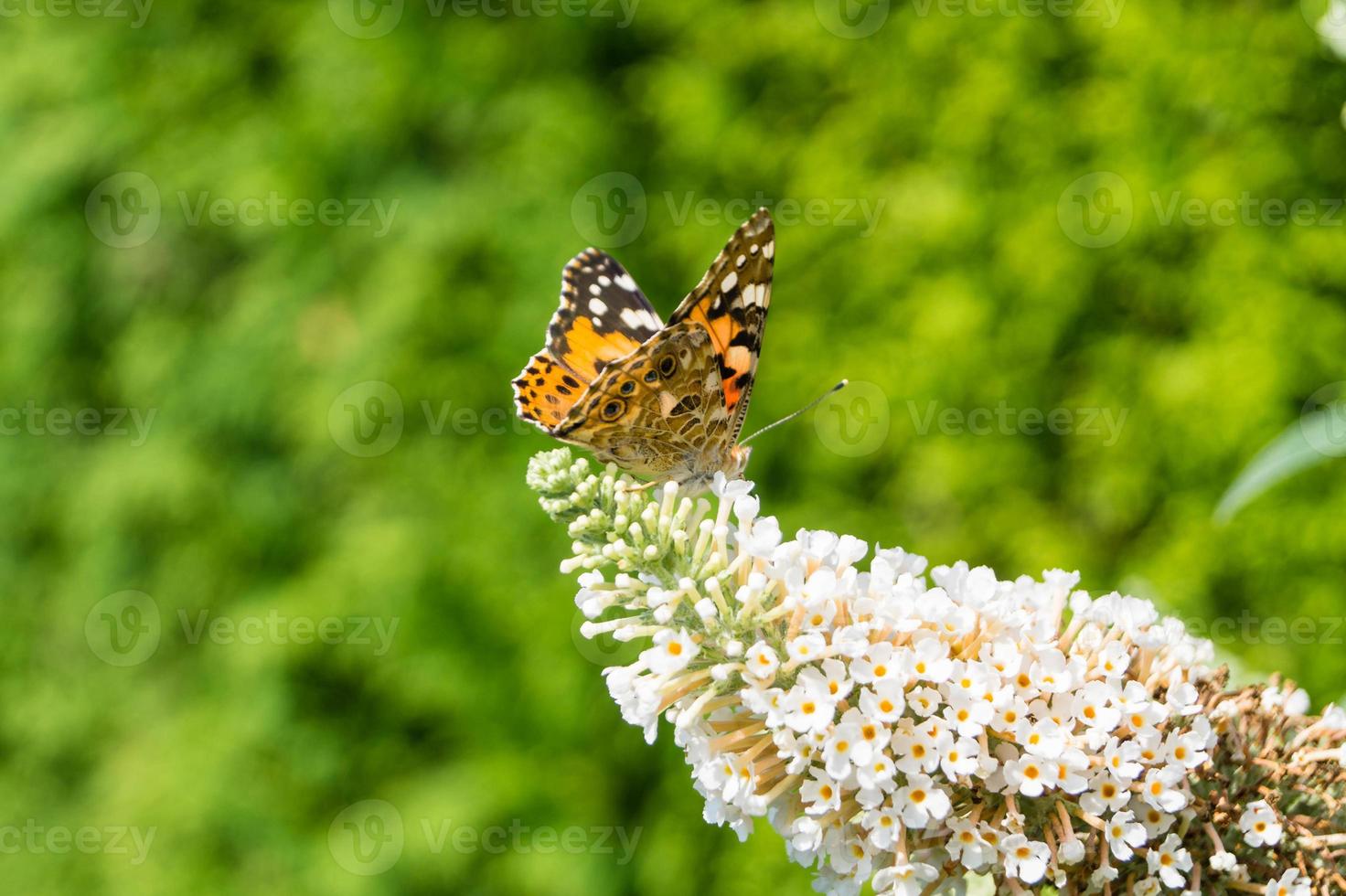 Butterfly Vanessa Cardui or Cynthia cardui in the garden photo