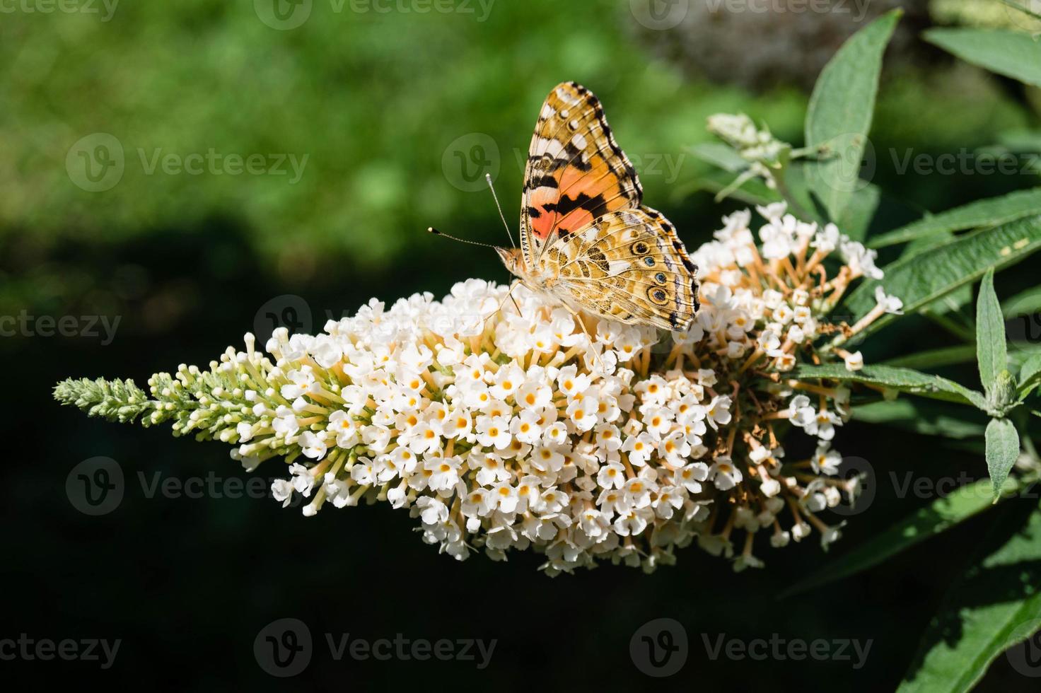 Butterfly Vanessa Cardui or Cynthia cardui in the garden photo