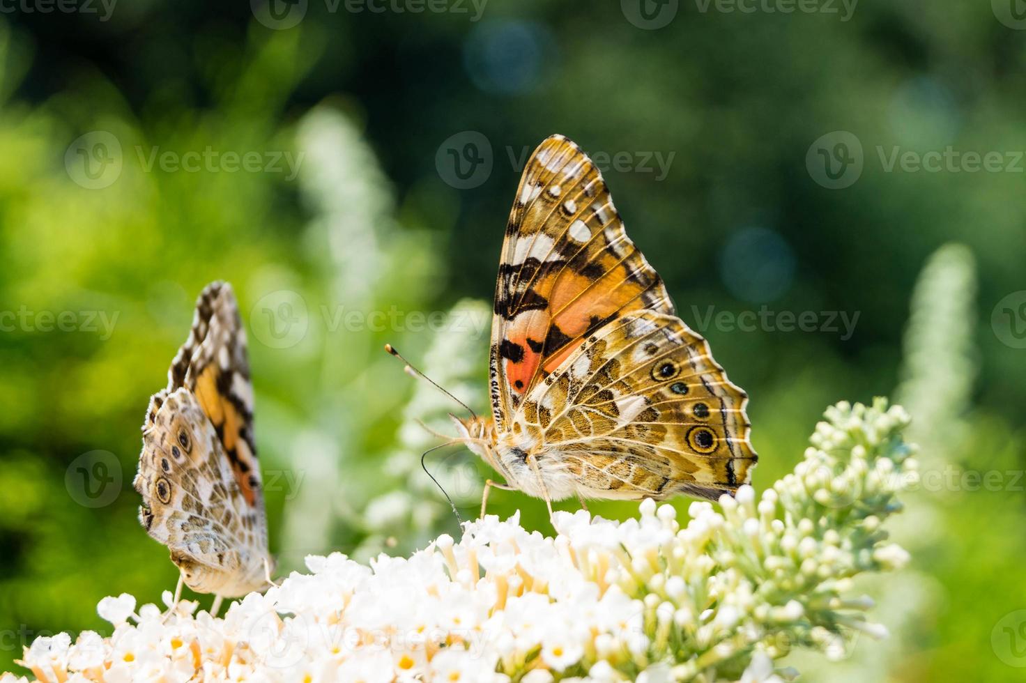 Butterfly Vanessa Cardui or Cynthia cardui in the garden photo