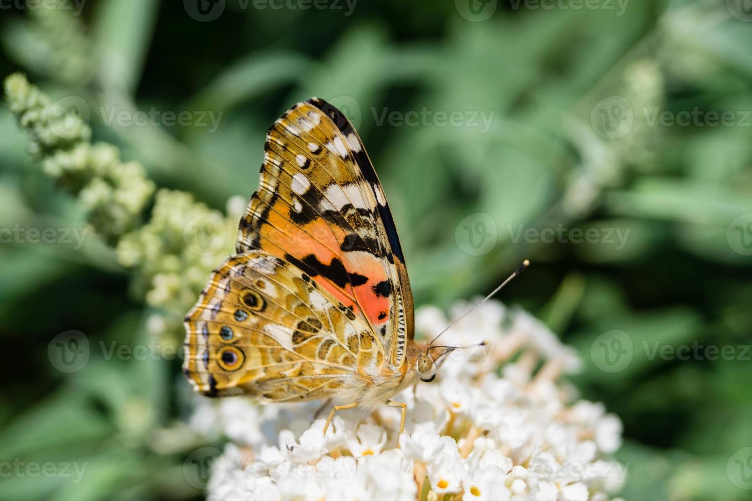 Butterfly Vanessa Cardui or Cynthia cardui in the garden photo