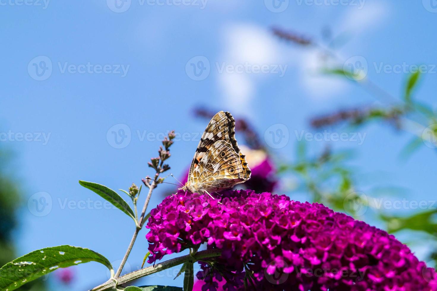 Mariposa vanessa cardui o Cynthia cardui en el jardín foto