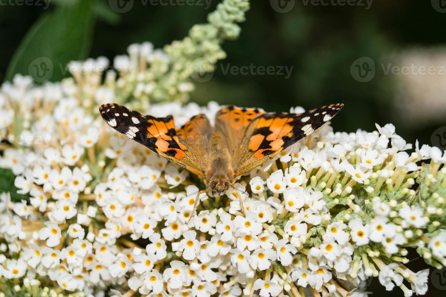 Mariposa vanessa cardui o Cynthia cardui en el jardín foto