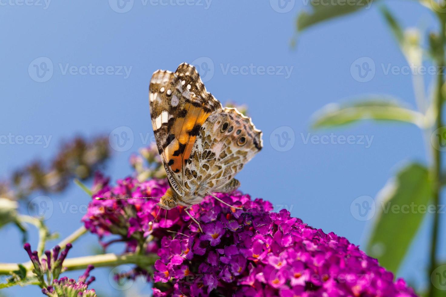 Butterfly Vanessa Cardui or Cynthia cardui in the garden photo