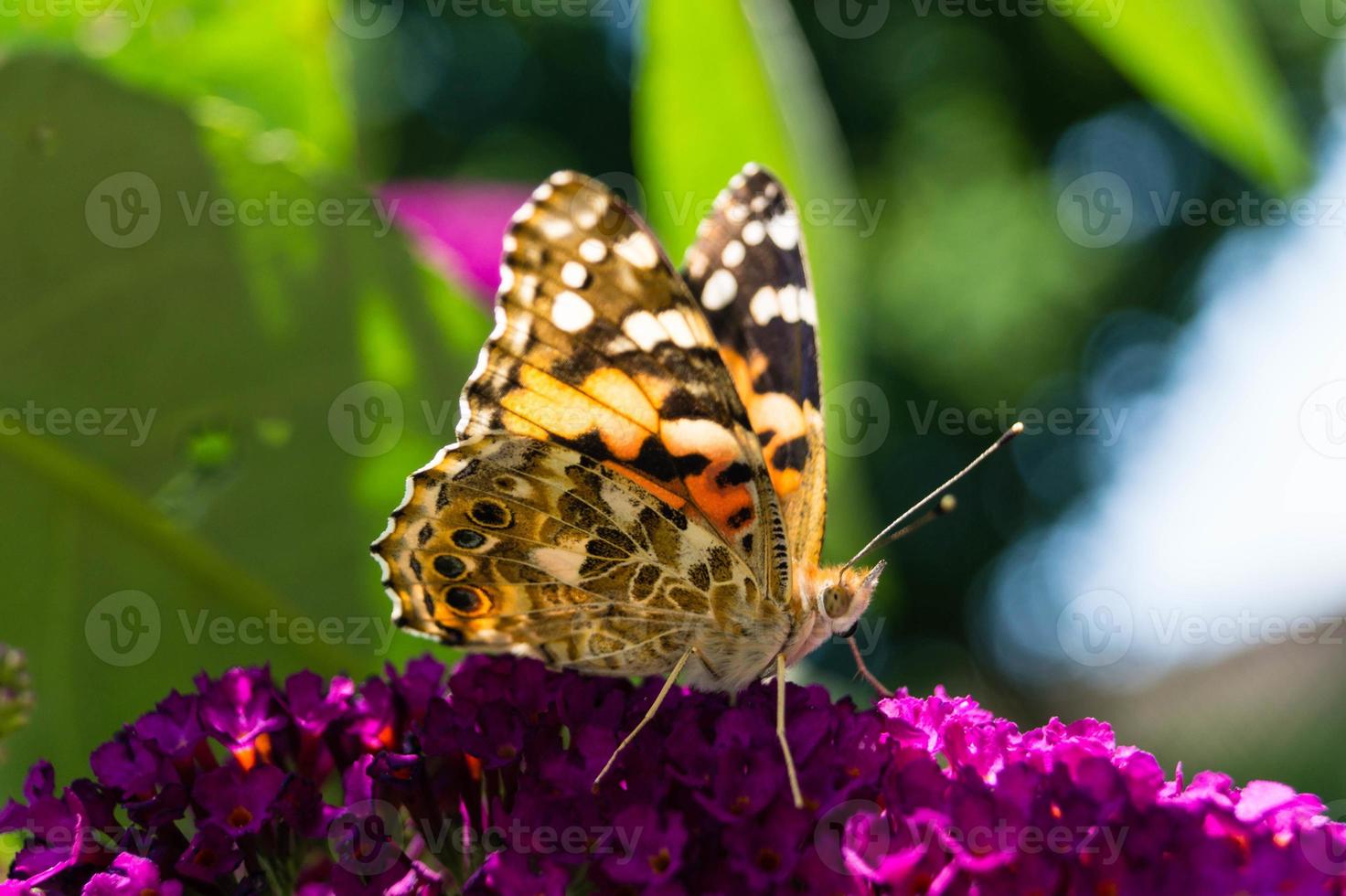 Butterfly Vanessa Cardui or Cynthia cardui in the garden photo