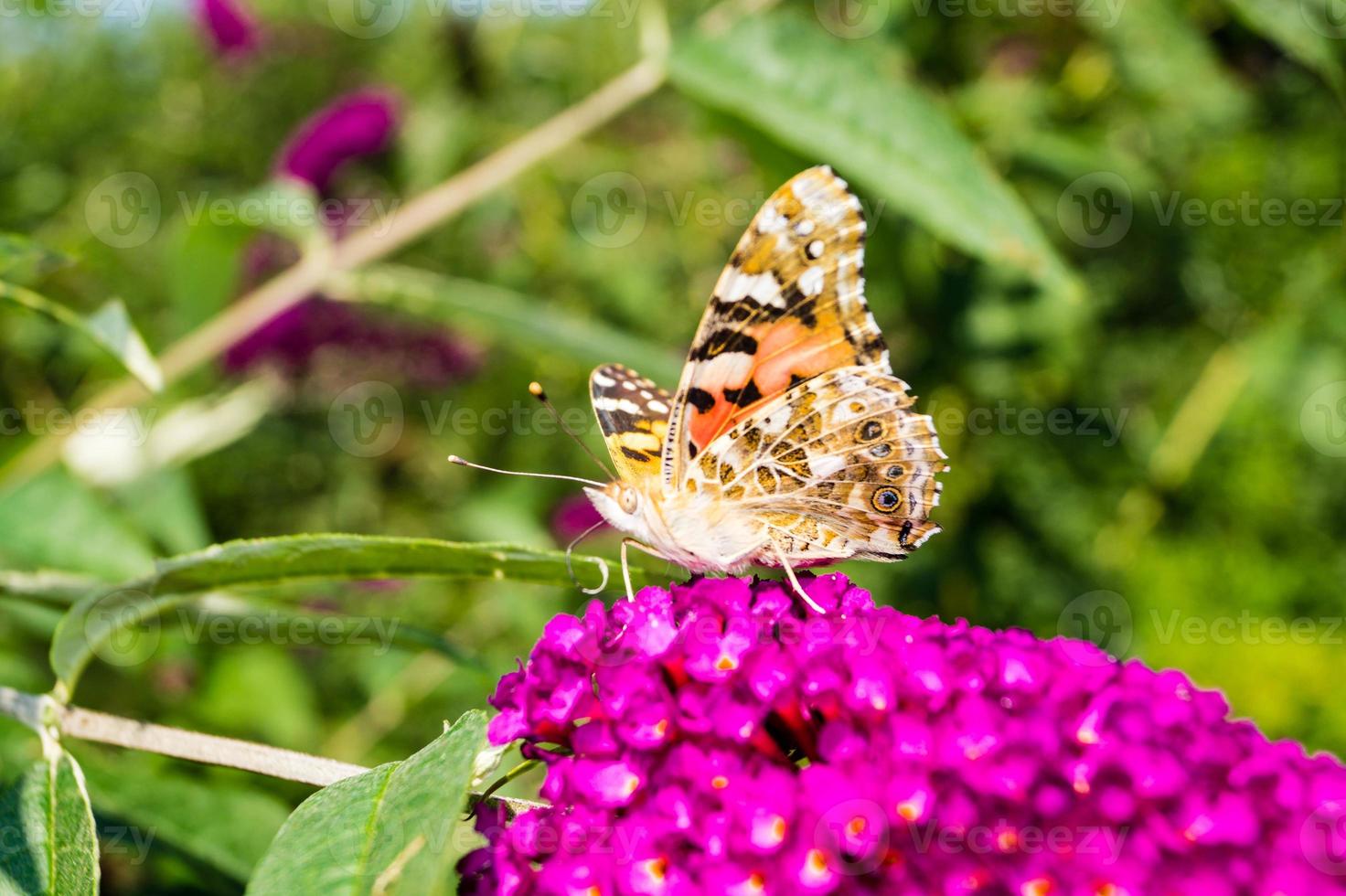 Butterfly Vanessa Cardui or Cynthia cardui in the garden photo