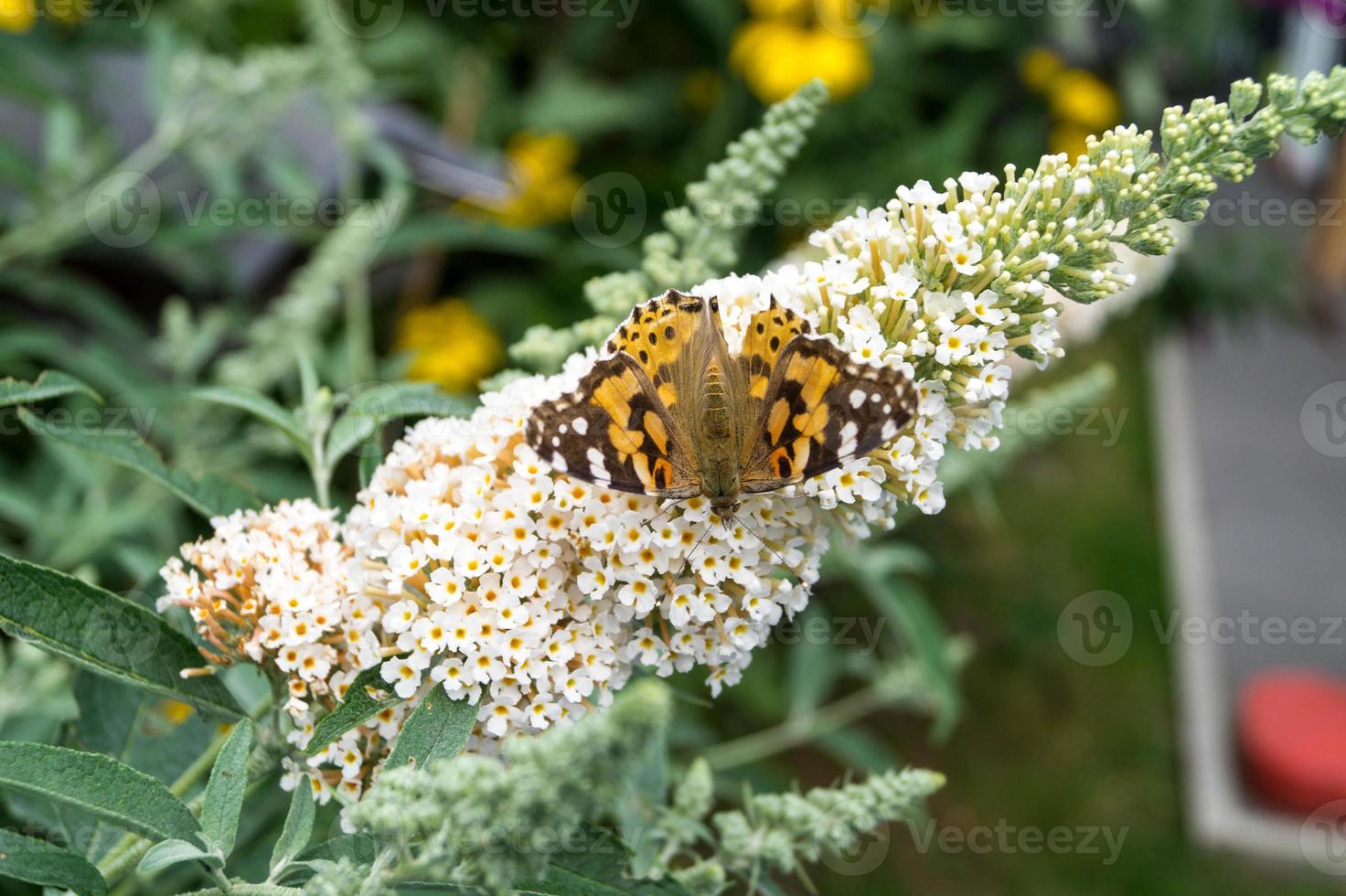 Mariposa vanessa cardui o Cynthia cardui en el jardín foto