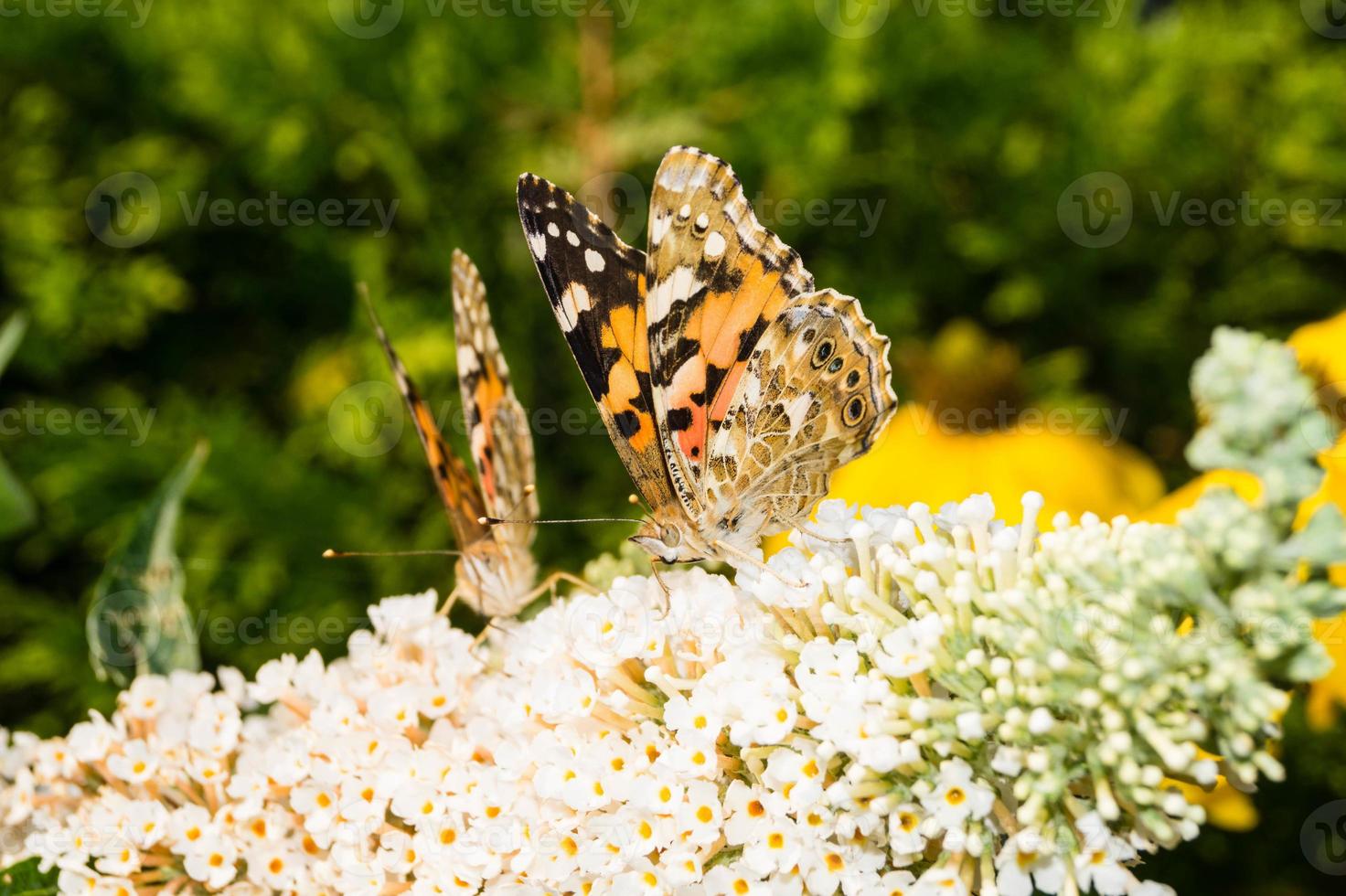 Butterfly Vanessa Cardui or Cynthia cardui in the garden photo