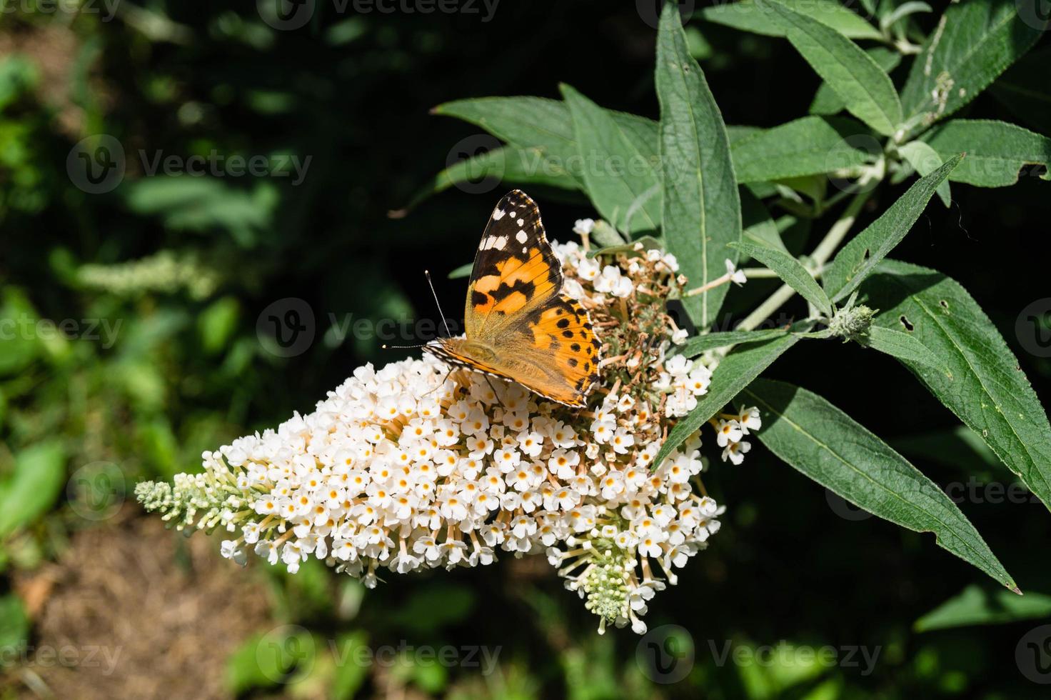 Mariposa vanessa cardui o Cynthia cardui en el jardín foto