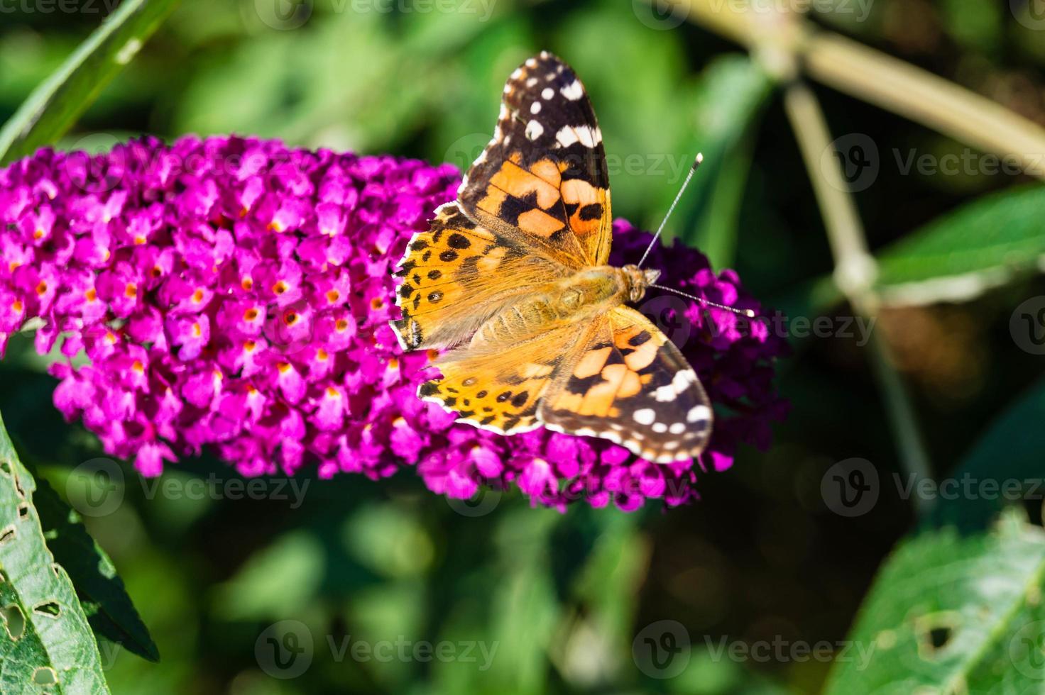 Butterfly Vanessa Cardui or Cynthia cardui in the garden photo