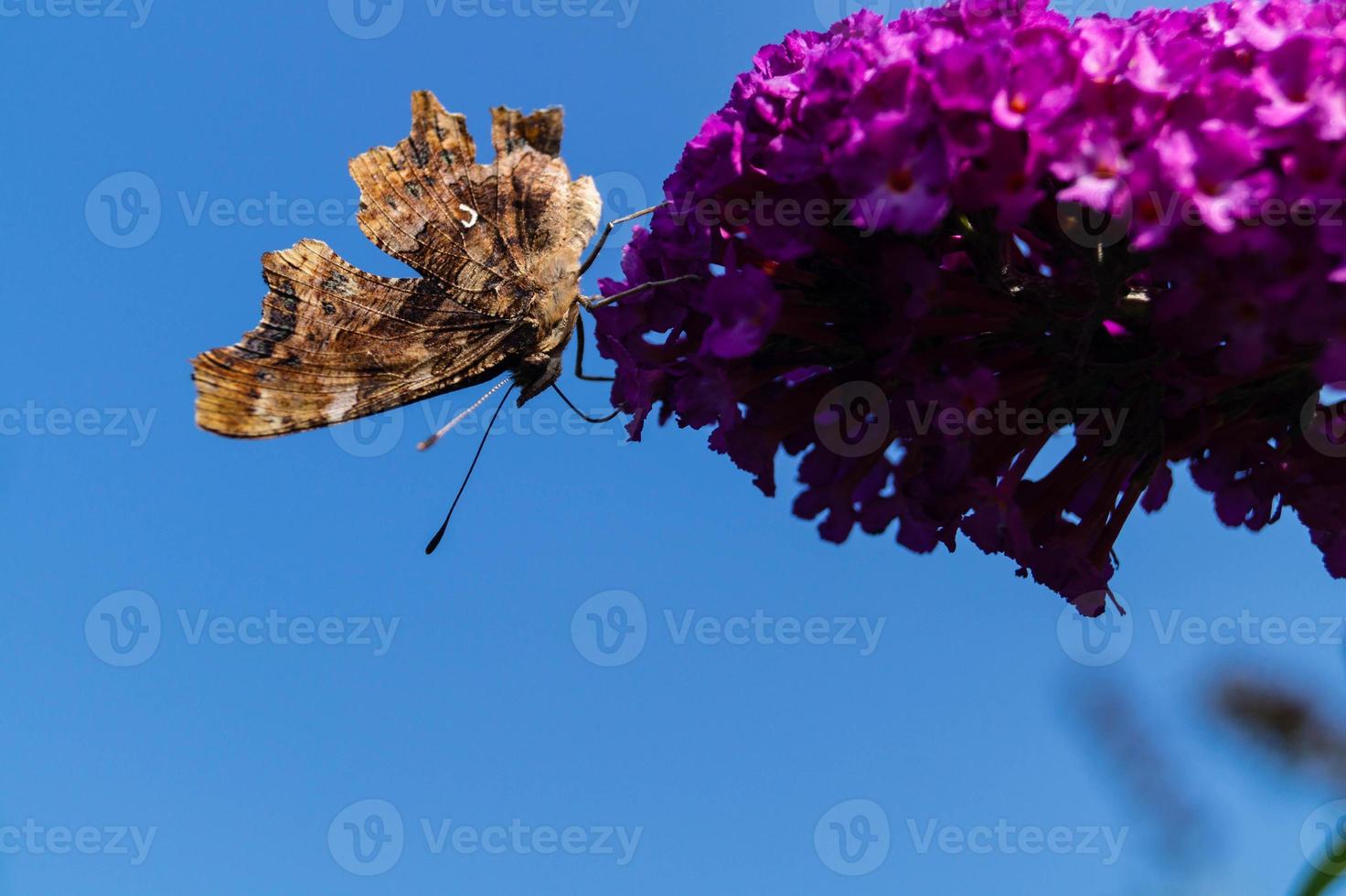 Butterfly Vanessa Cardui or Cynthia cardui in the garden photo