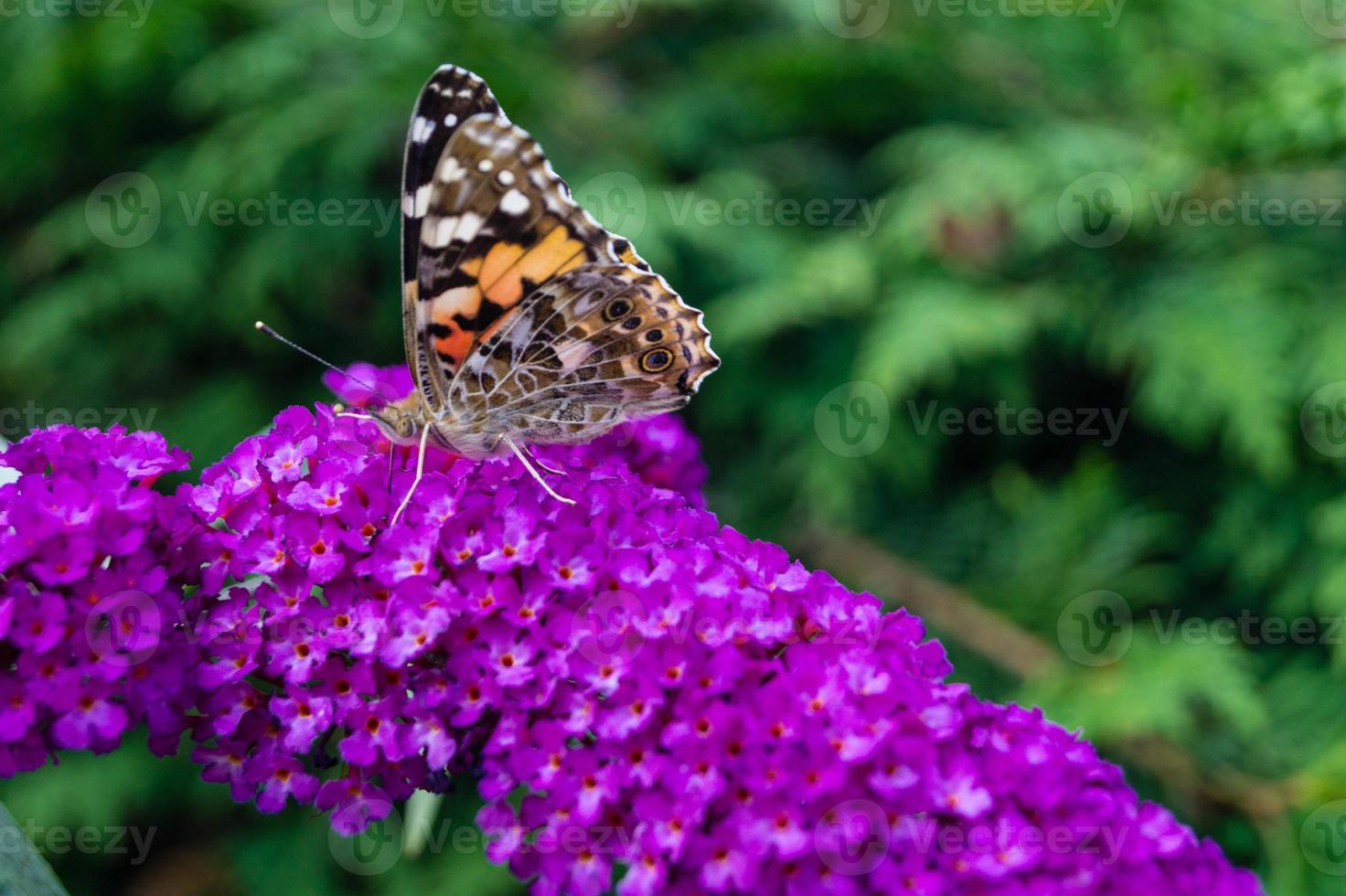 Mariposa vanessa cardui o Cynthia cardui en el jardín foto