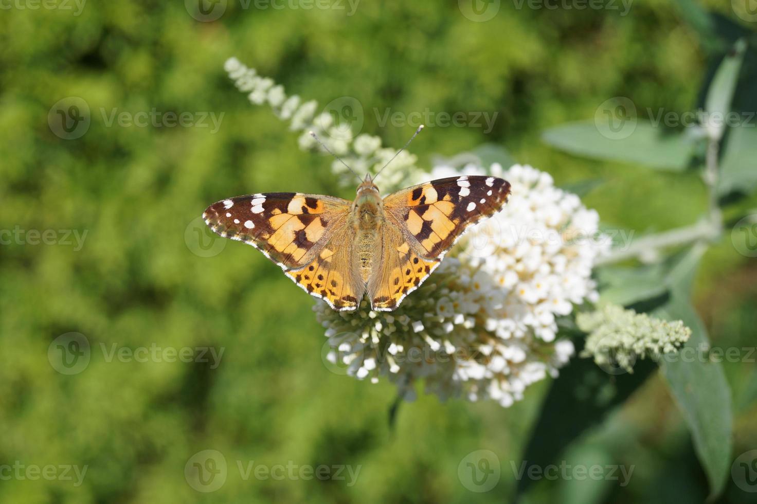 Mariposa vanessa cardui o Cynthia cardui en el jardín foto