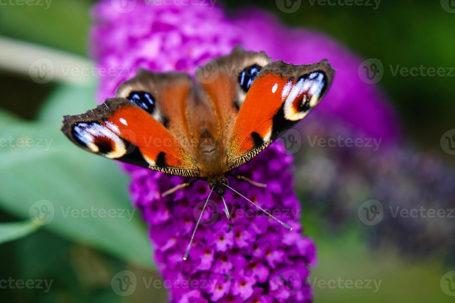 Mariposa vanessa cardui o Cynthia cardui en el jardín foto