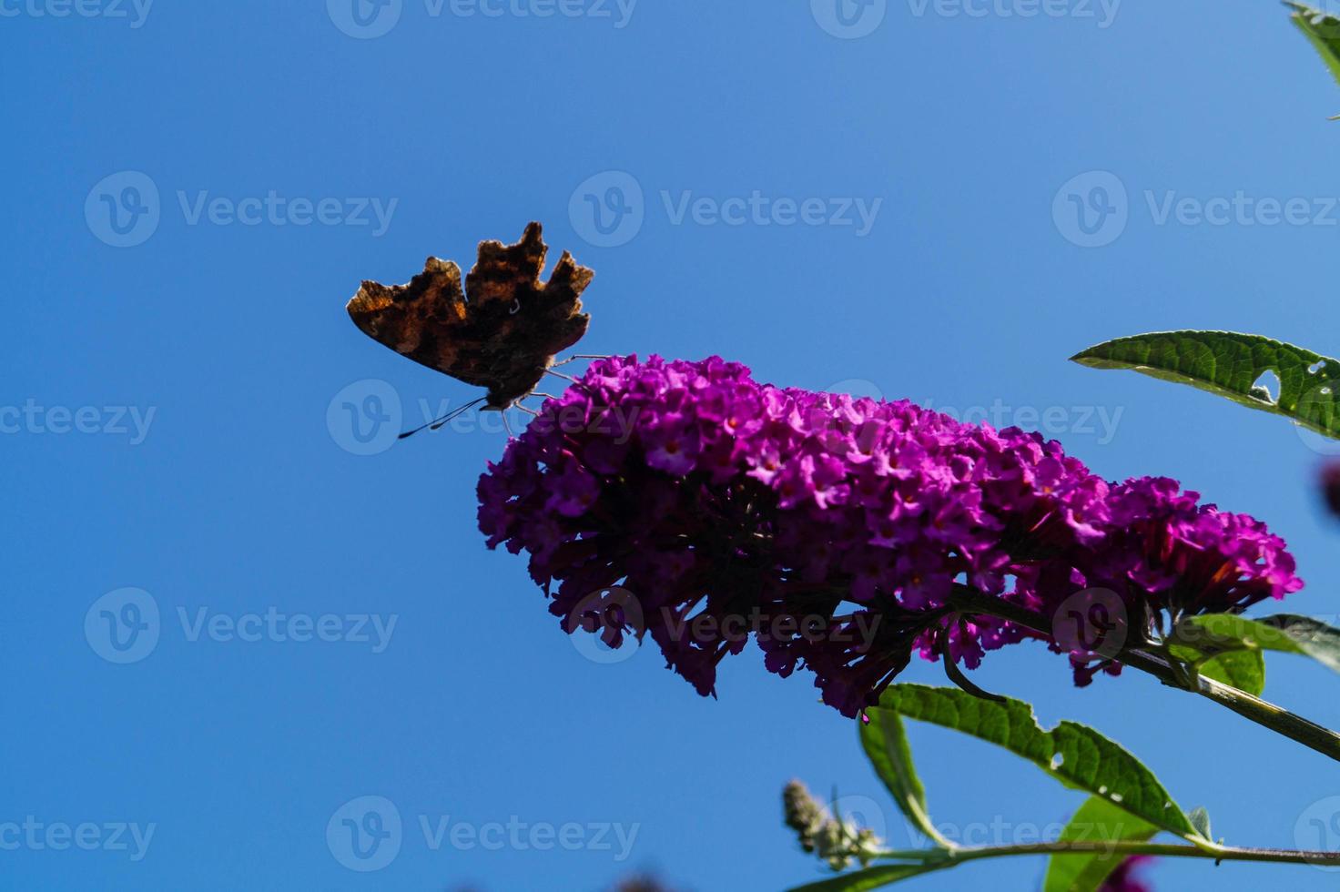 Butterfly Vanessa Cardui or Cynthia cardui in the garden photo