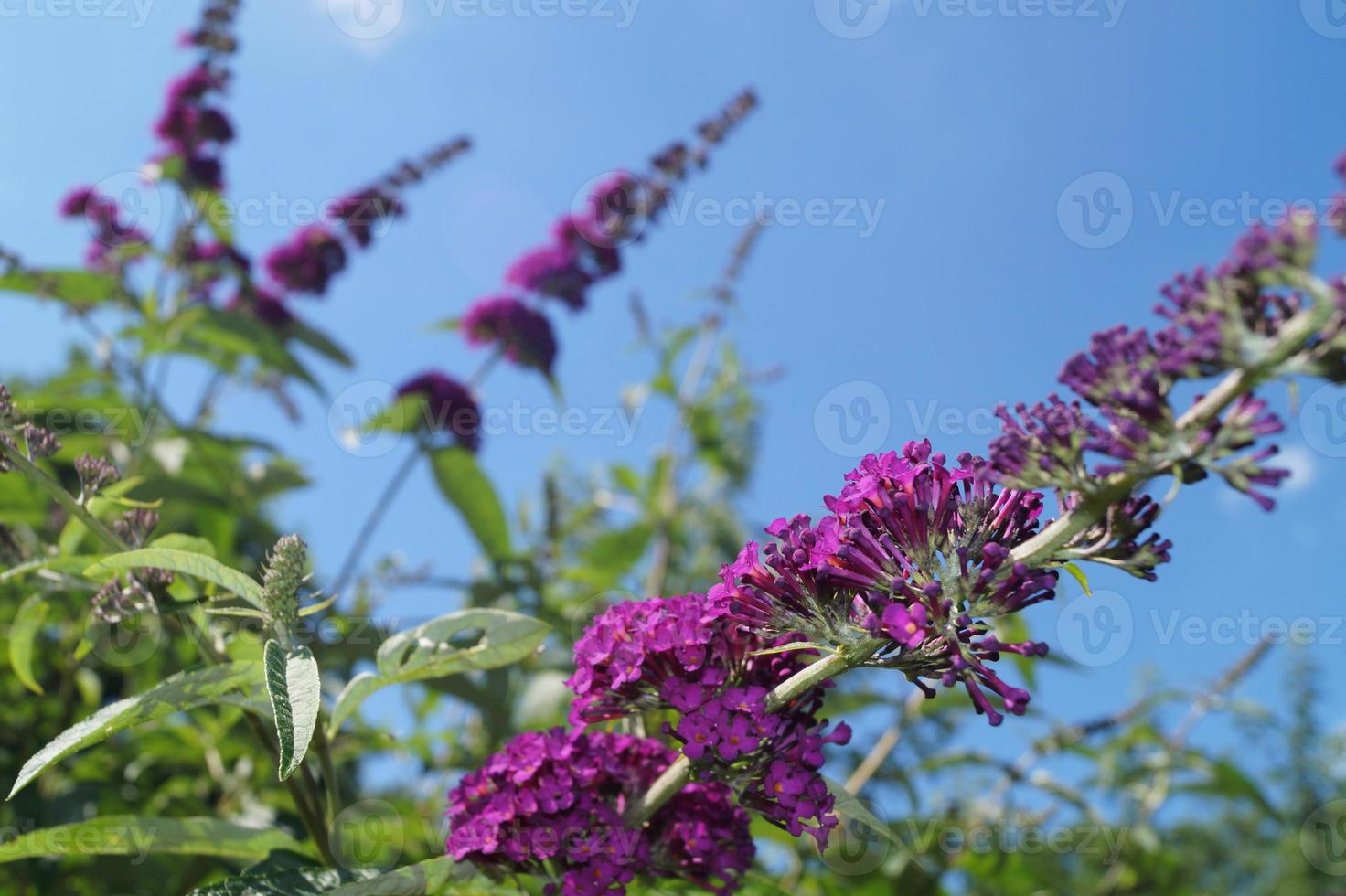 buddleja davidii el arbusto de las mariposas foto