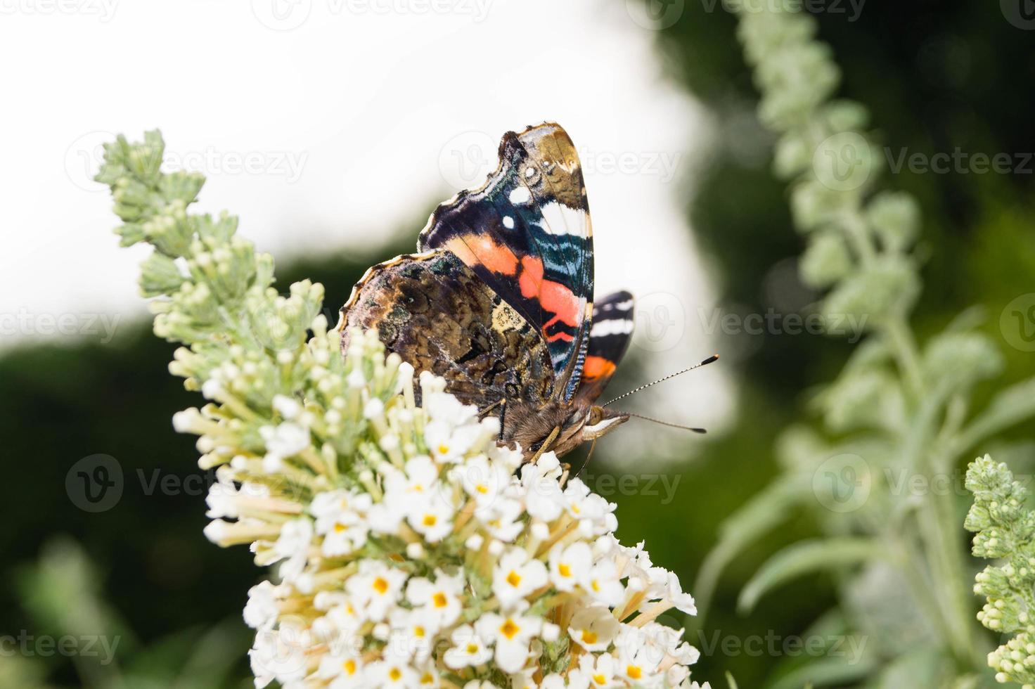 Buddleja davidii the Butterfly bush photo