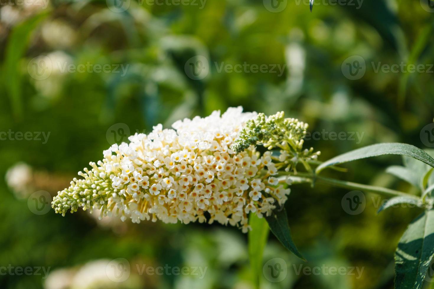 Buddleja davidii the Butterfly bush photo