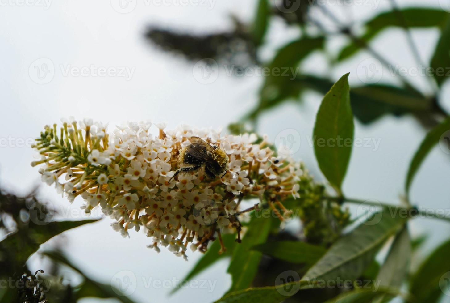 Buddleja davidii the Butterfly bush photo