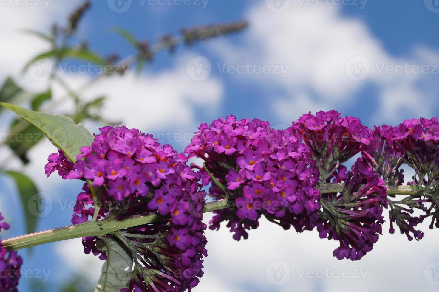 buddleja davidii el arbusto de las mariposas foto