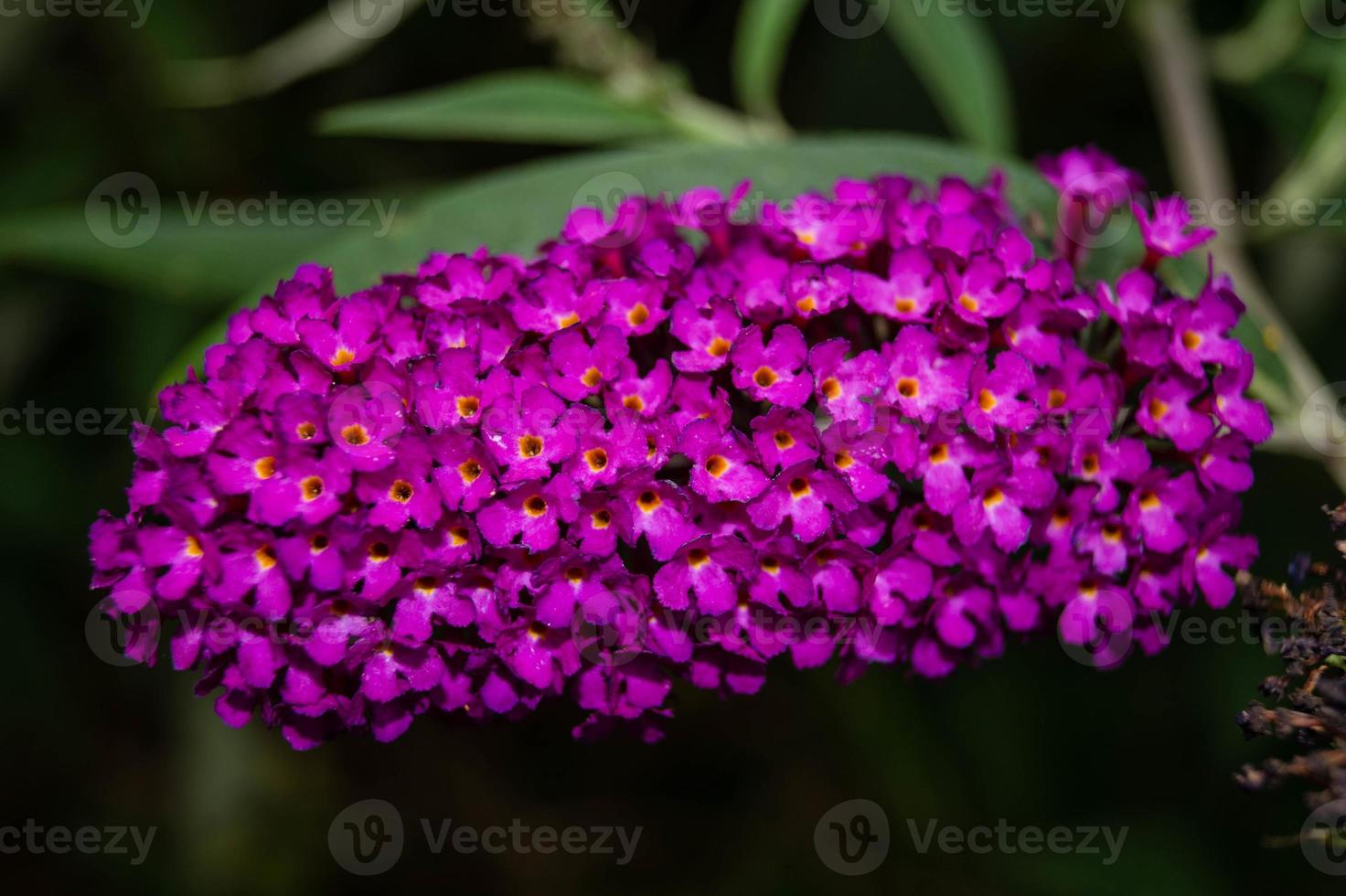 buddleja davidii el arbusto de las mariposas foto