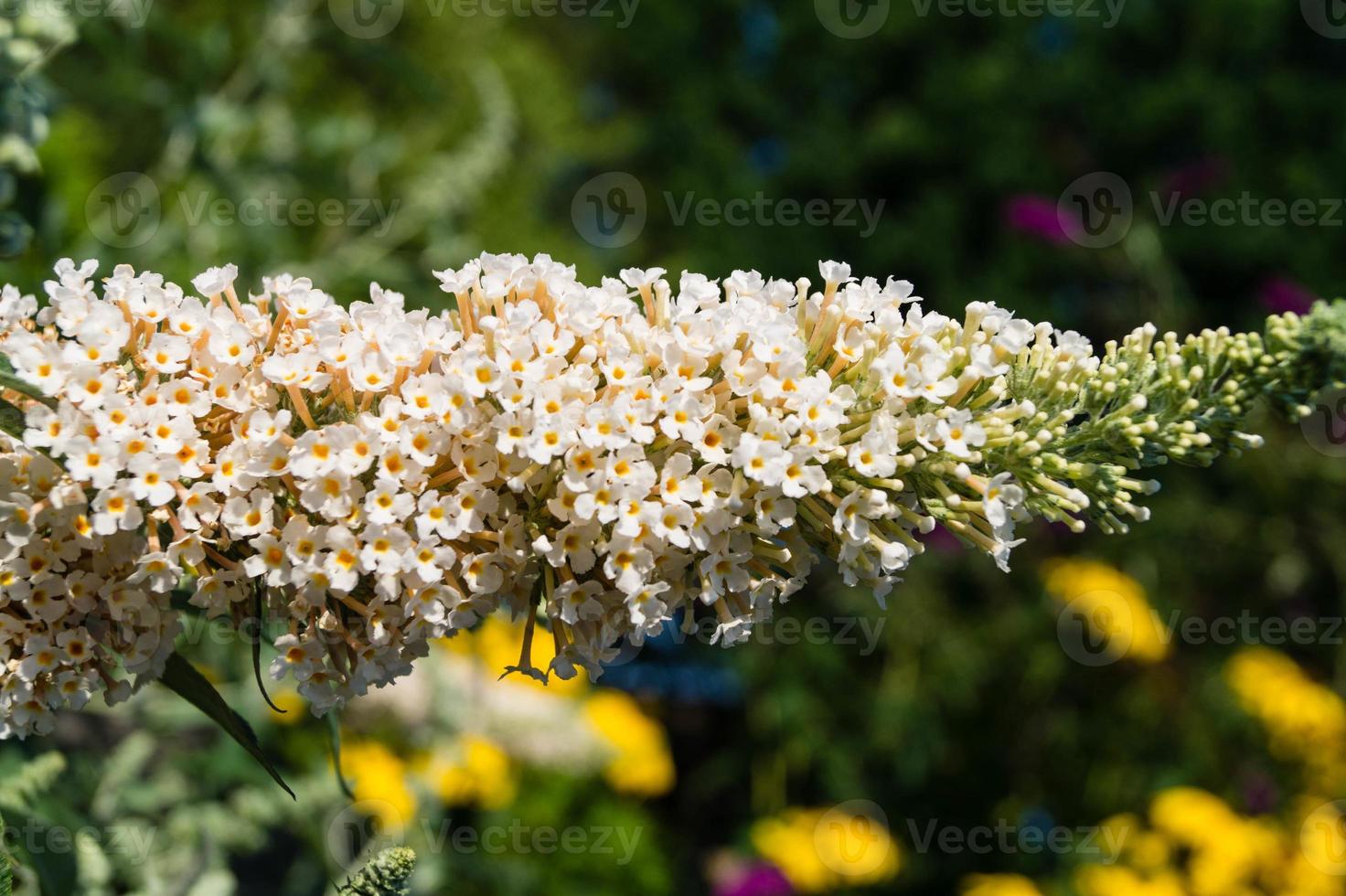 buddleja davidii el arbusto de las mariposas foto