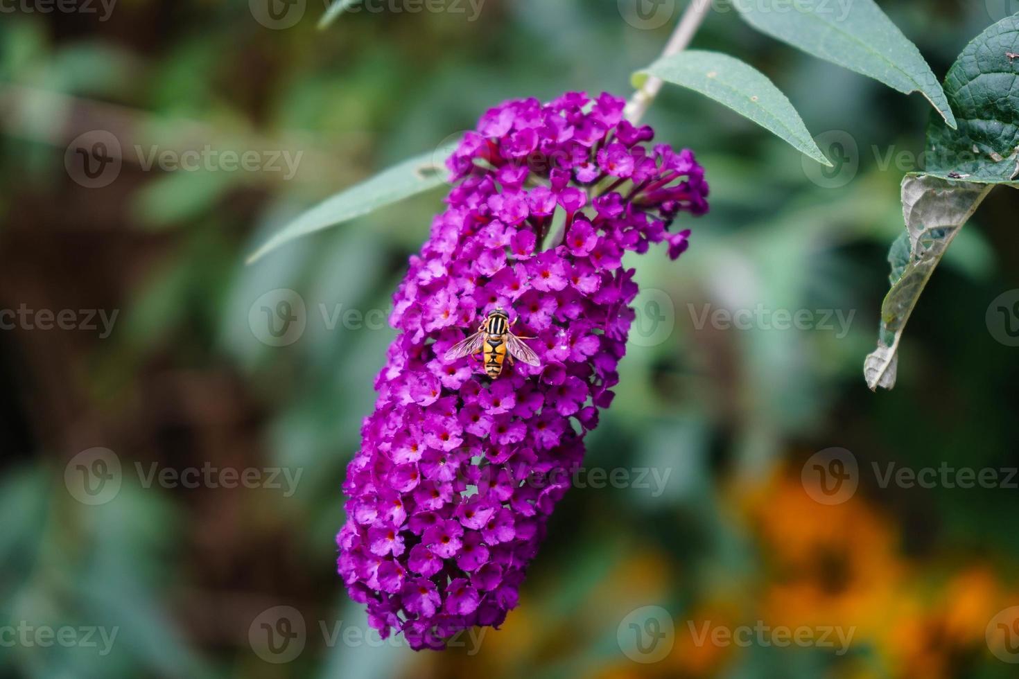 buddleja davidii el arbusto de las mariposas foto