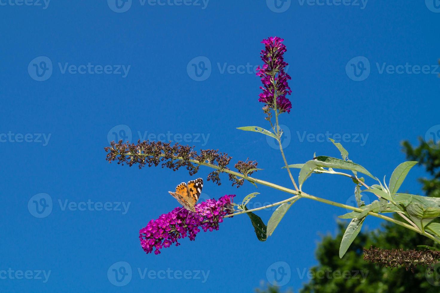 Buddleja davidii the Butterfly bush photo
