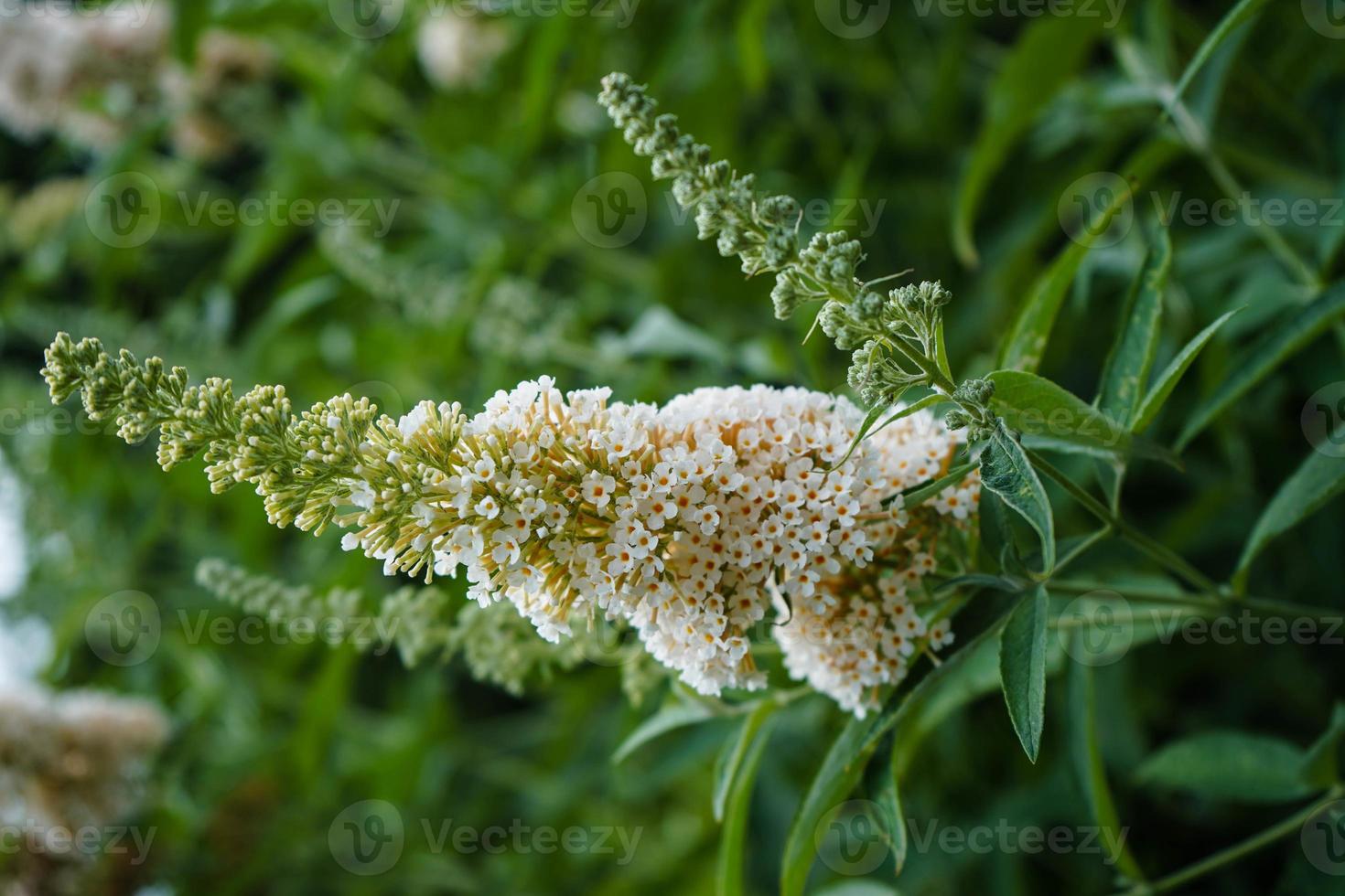 buddleja davidii el arbusto de las mariposas foto