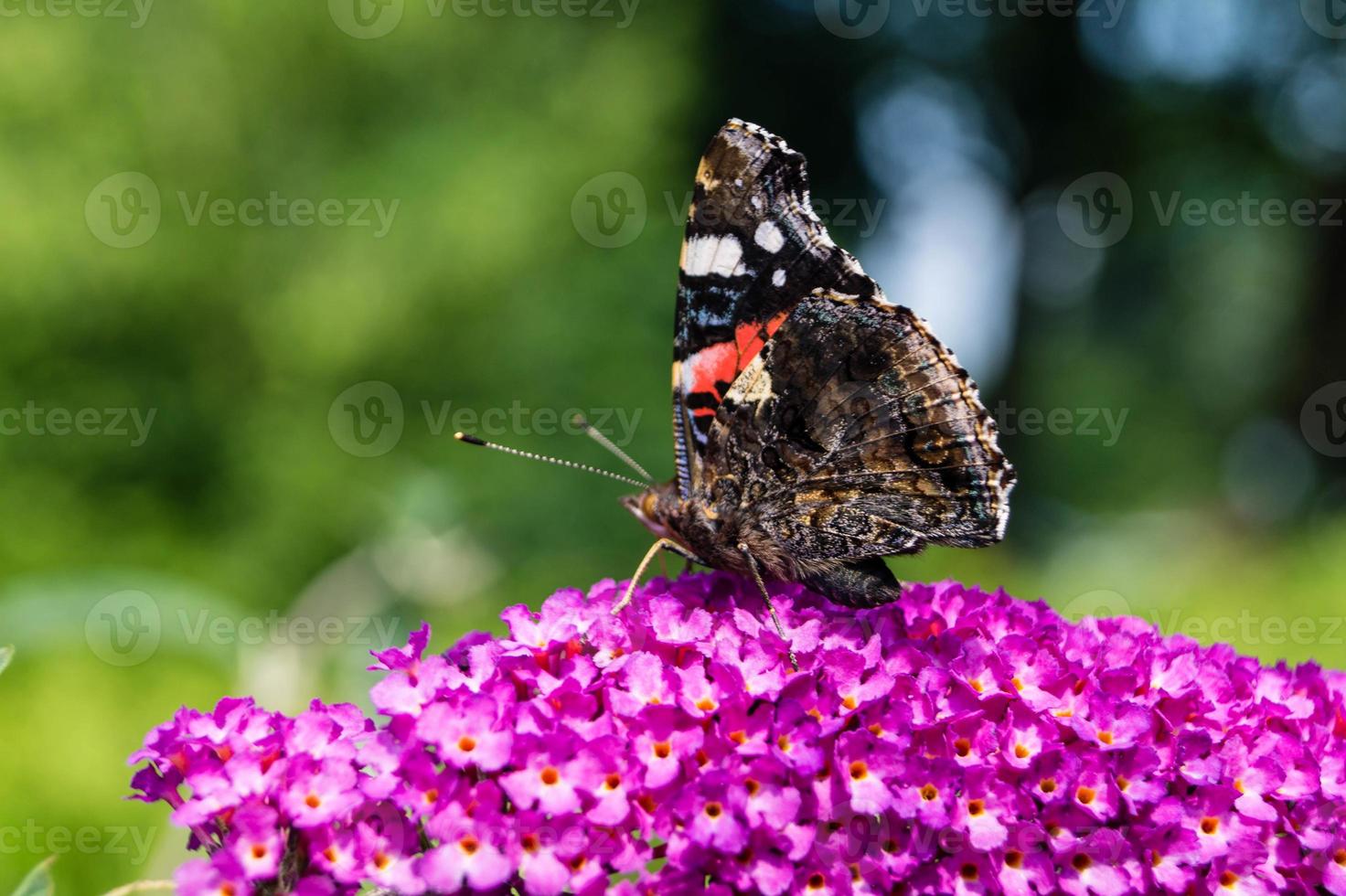 buddleja davidii el arbusto de las mariposas foto