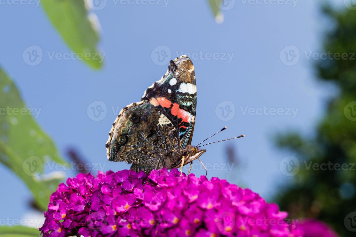 buddleja davidii el arbusto de las mariposas foto