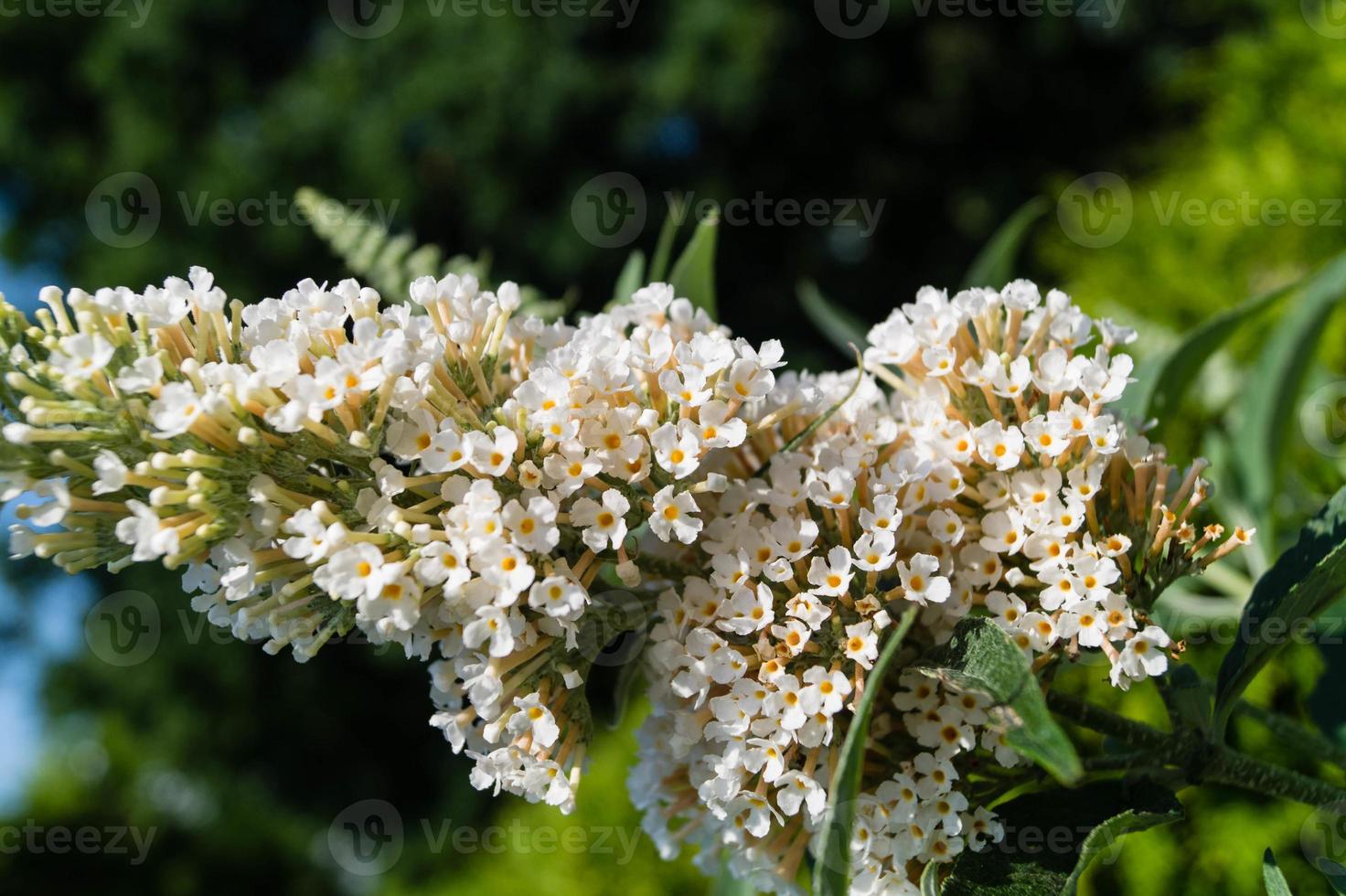 Buddleja davidii the Butterfly bush photo