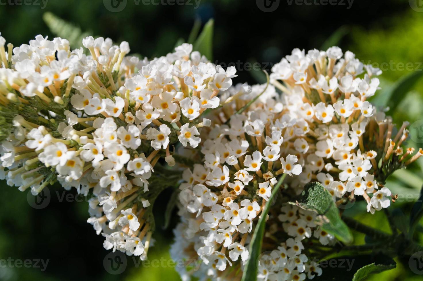 buddleja davidii el arbusto de las mariposas foto