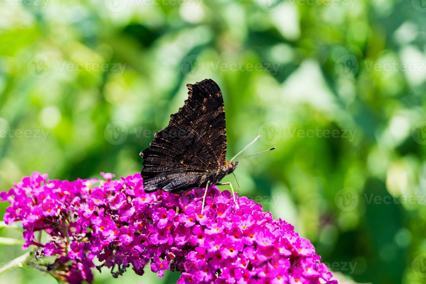 buddleja davidii el arbusto de las mariposas foto