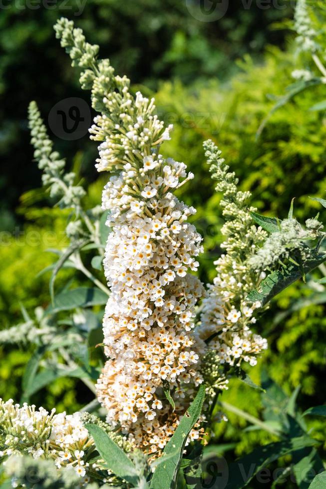 buddleja davidii el arbusto de las mariposas foto