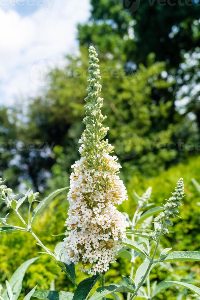 buddleja davidii el arbusto de las mariposas foto