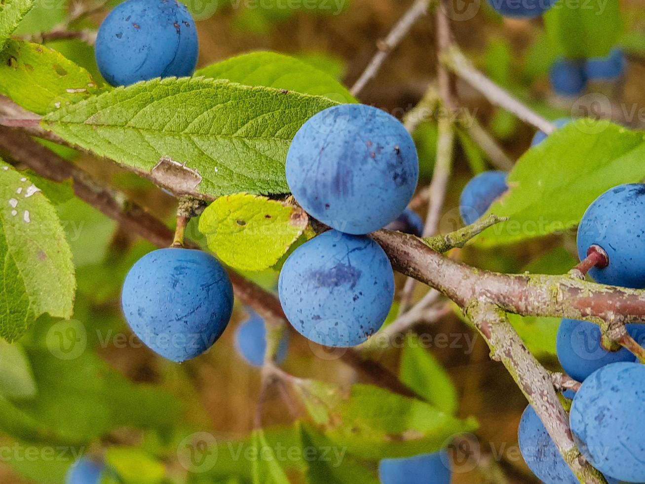 frutos del endrino foto