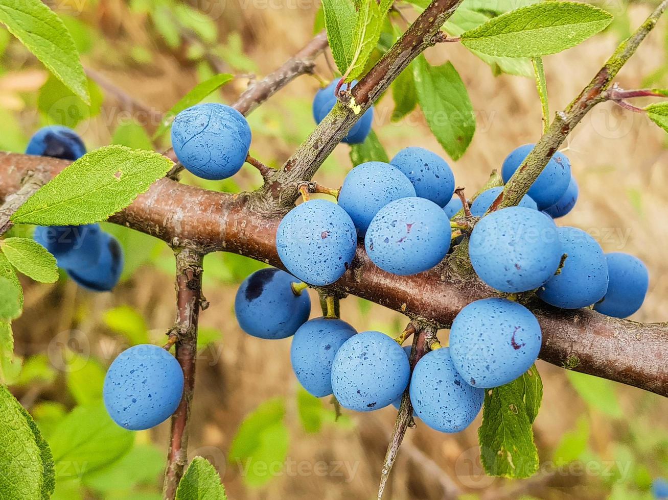 fruits of the blackthorn bush photo