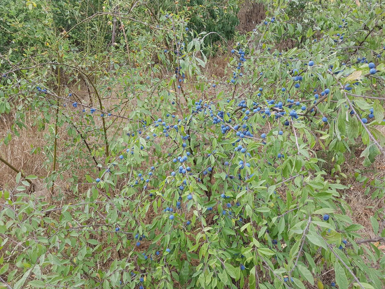 fruits of the blackthorn bush photo