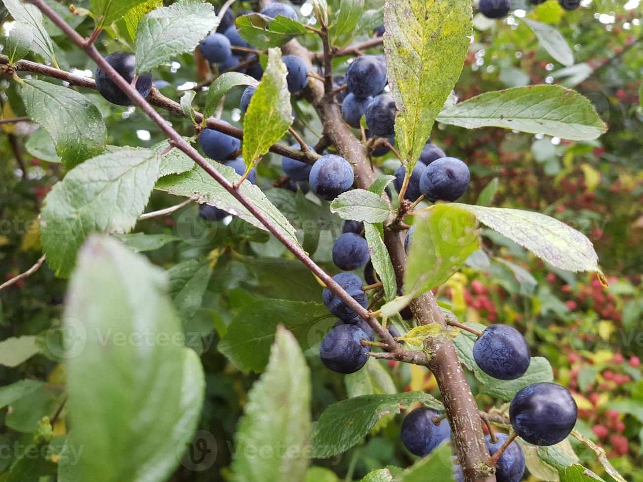 frutos del endrino foto