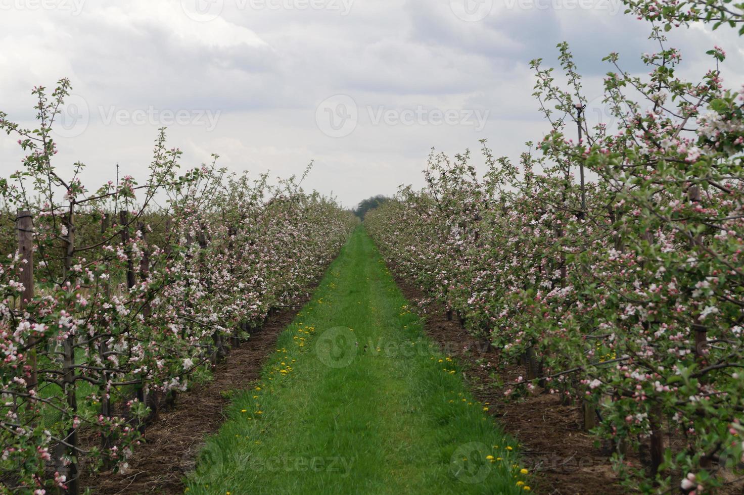 Árboles frutales en flor en el viejo país cerca de Hamburgo, Alemania foto