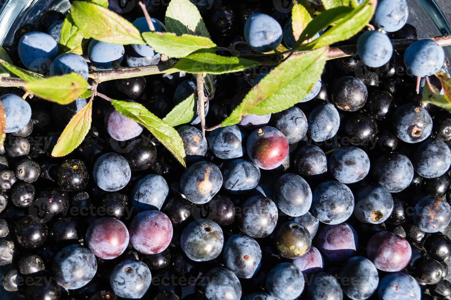 frutos del endrino foto