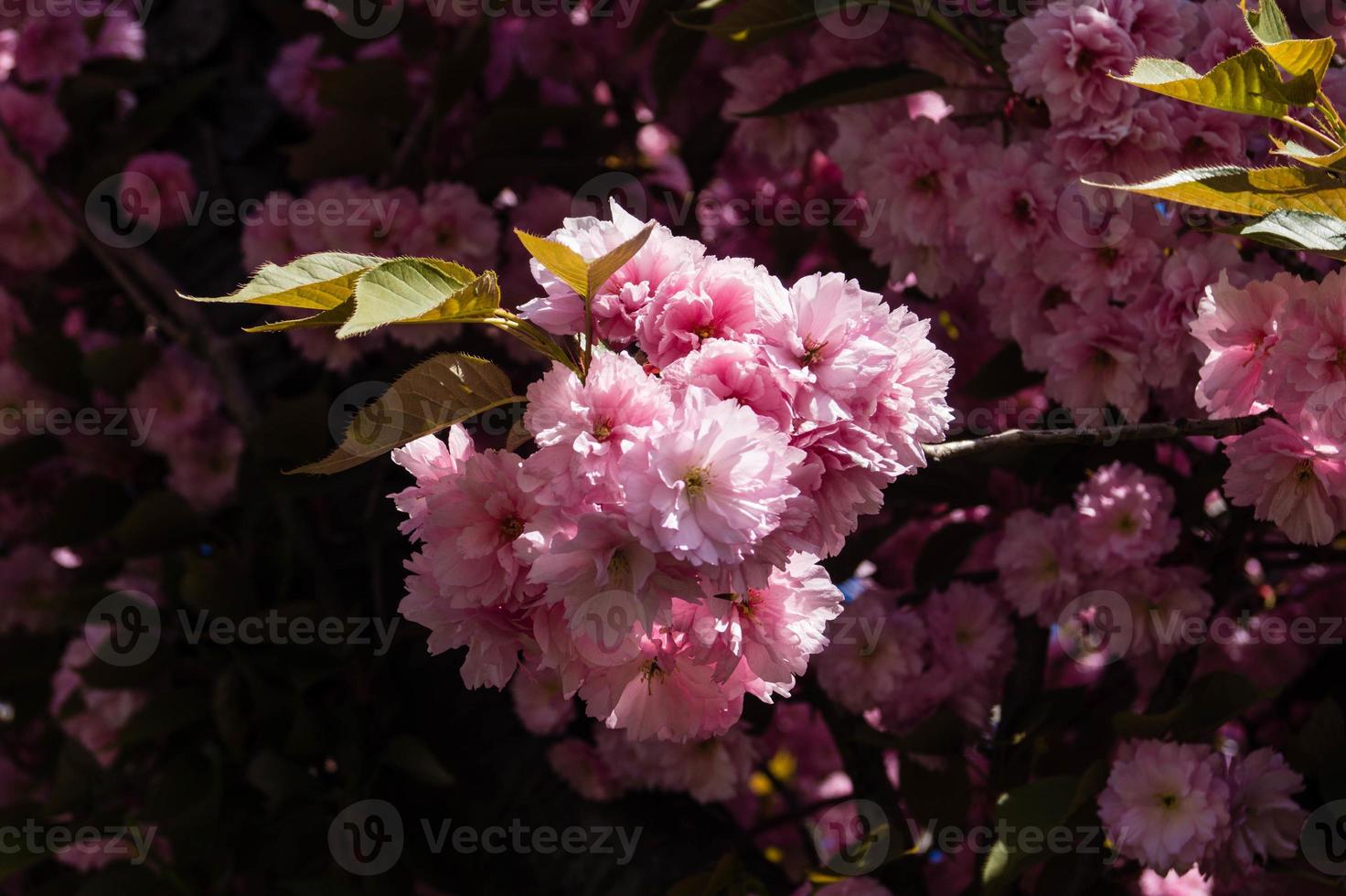 Árboles frutales en flor en el viejo país cerca de Hamburgo, Alemania foto