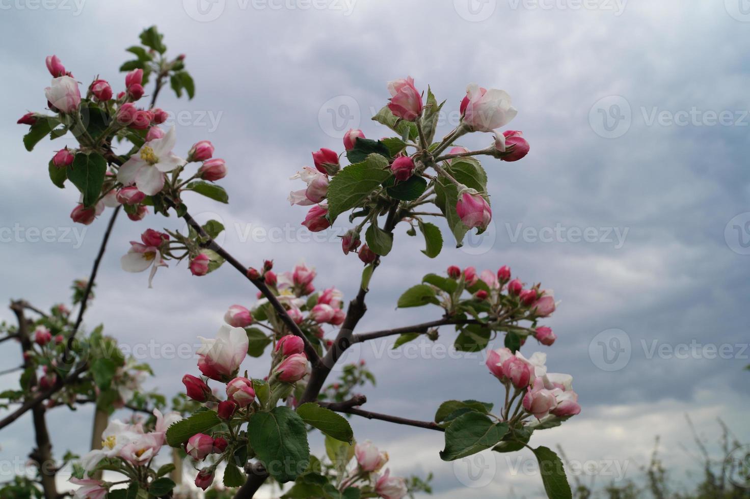 Árboles frutales en flor en el viejo país cerca de Hamburgo, Alemania foto