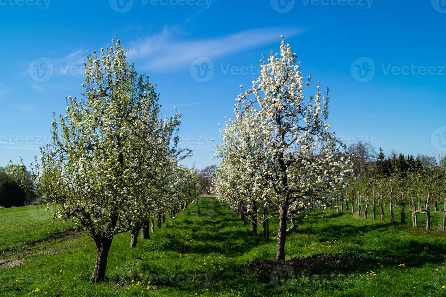 Flowering fruit trees in the old Country near Hamburg Germany photo