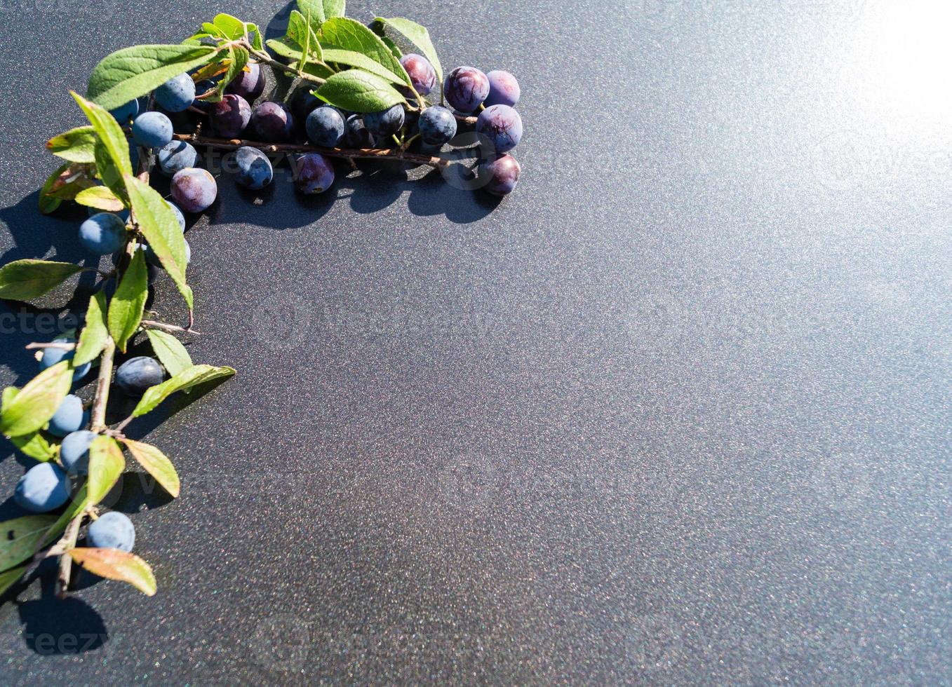 fruits of the blackthorn bush photo