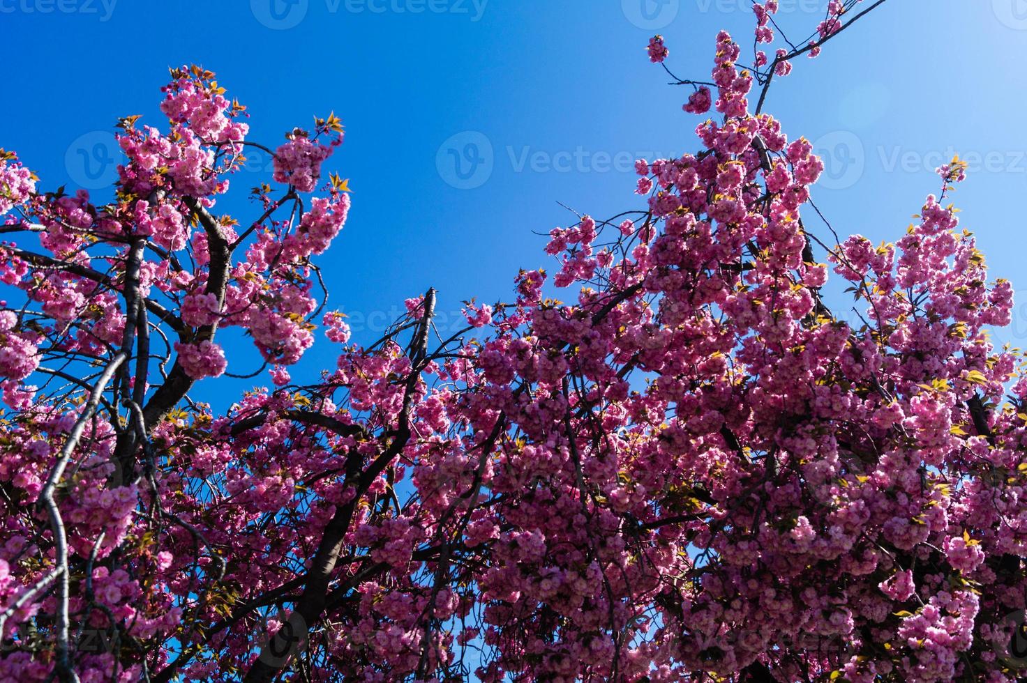 Árboles frutales en flor en el viejo país cerca de Hamburgo, Alemania foto