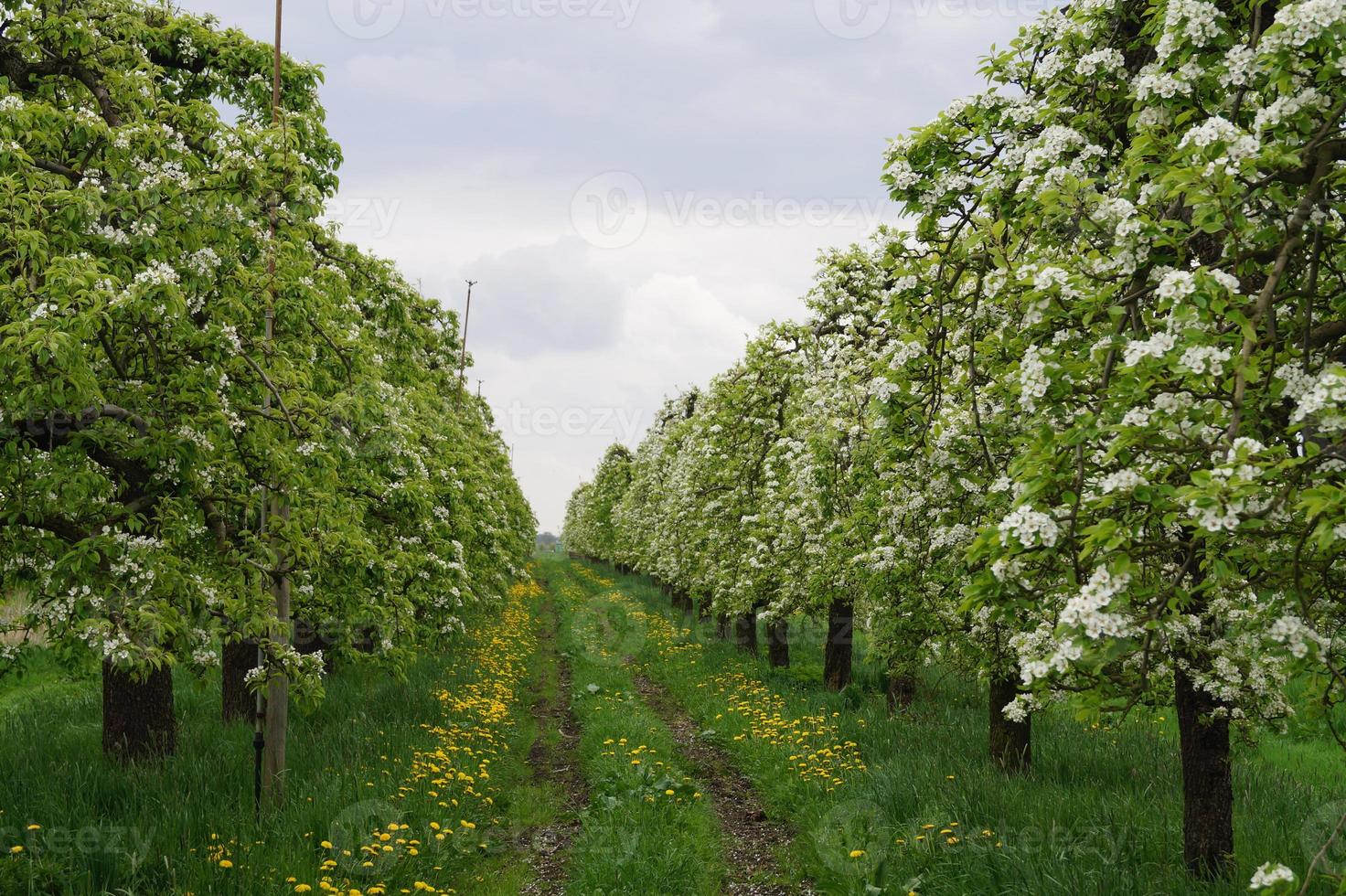 Árboles frutales en flor en el viejo país cerca de Hamburgo, Alemania foto