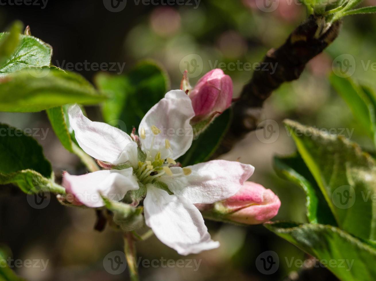 Árboles frutales en flor en el viejo país cerca de Hamburgo, Alemania foto