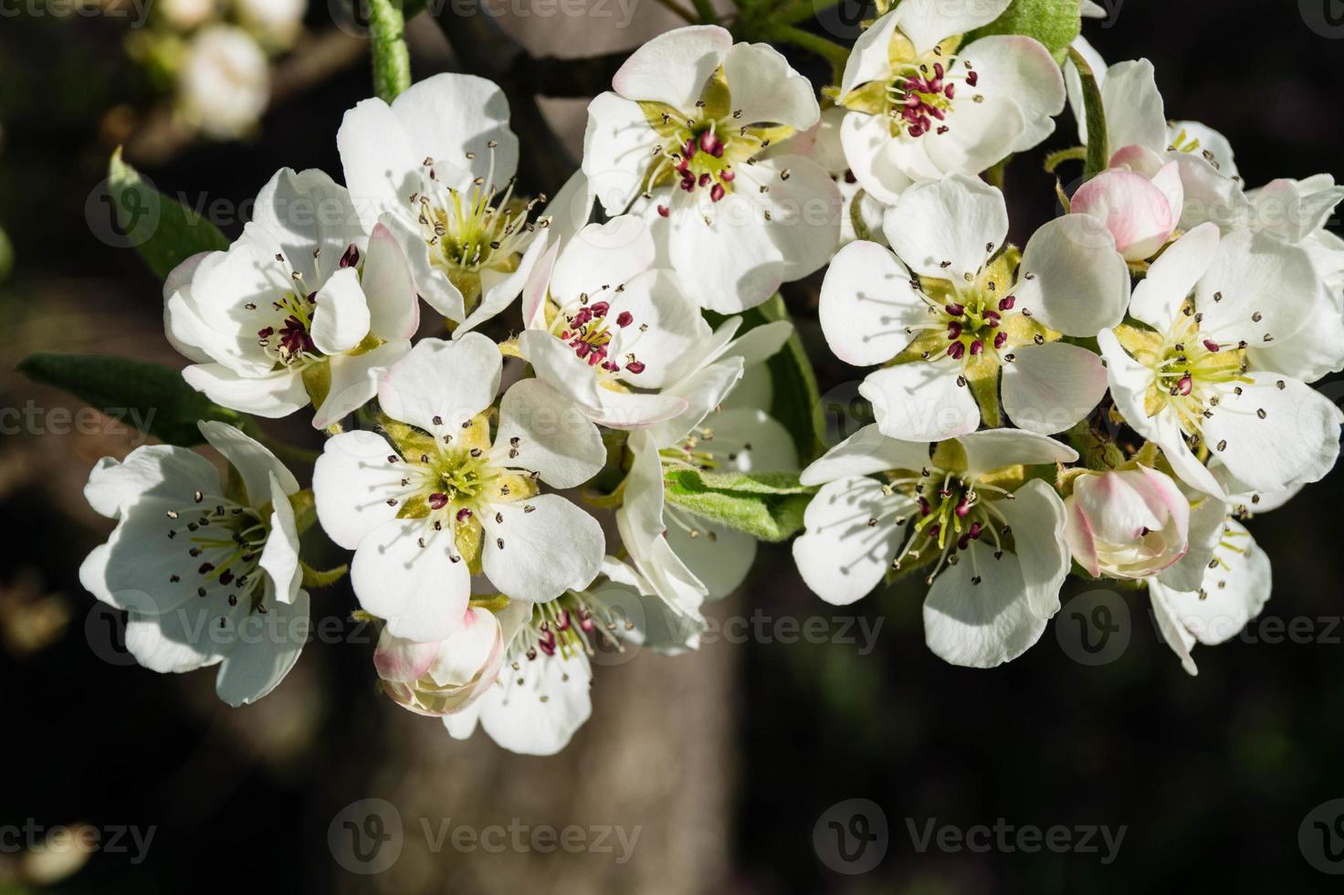 Flowering fruit trees in the old Country near Hamburg Germany photo