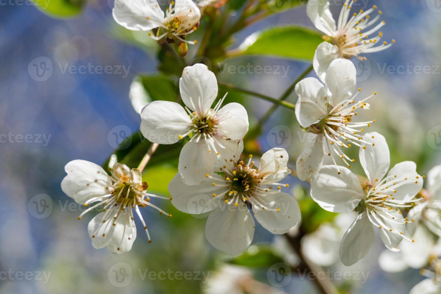 Árboles frutales en flor en el viejo país cerca de Hamburgo, Alemania foto